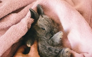 Картинка кролик, полотенце, животные, пушистые