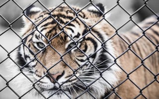 Картинка тигр, забор, зоопарк, животные, фотографии на телефон, хищник