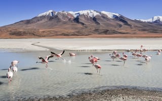 Картинка фламинго, птицы, озеро, песок