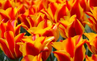 Картинка тюльпан, лепесток, Голландия, лампы, цветущее растение, макросъёмка, Нидерланды, наземное растение, бесплатные, цветы, красный, зелёный, стебель растения, флора, растение, желтый, тюльпаны, цветок, семья лилий