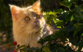 Картинка кошка, просмотреть, кошки, близко, листья