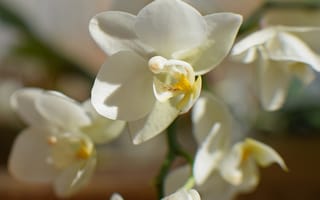 Обои лепестки, близко, цветы, белые орхидеи