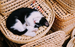 Картинка котенок на обоях, спать, кошки, фотографии на телефон, ленивый, корзины