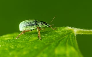 Картинка насекомое, макро, лист, зеленый