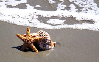 Картинка пляж, оболочка, море, беспозвоночный, морская ракушка, песок, материал, океан, тропический, фауна, рептилия, подводный мир, бесплатные, геккон, морская звезда
