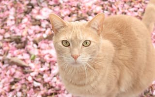 Картинка кошка, животные, розовый, кошки, цветы