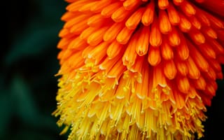 Картинка растение, цветок, наземное растение, желтый, крупным планом, оранжевый, ботанический, пыльца, красочный, флора, куколки, макросъёмка, цветы, цветущее растение, лепесток, семейство маргариток, осень