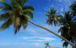 Картинка пляж, море, древесное растение, рай, filetheyo, пальма, небо, Мальдивы, ареалы, лагуна, карибский бассейн, остров, отпуск, пейзажи, побережье, бесплатные фотографии, залив, пальмовое семейство, дерево, океан, атолл, тропики