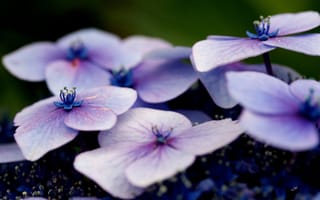 Картинка фиолетовый, крупным планом, фиолетовое семейство, флора, ботаника, Виола, природа, гортензия, бесплатные, цветы, цветок, полевой цветок, растение, цветущее растение, макросъёмка, наземное растение, фотографии, цветочный, синий