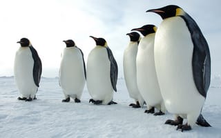 Картинка пингвины, снег, Арктика, птицы