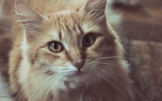 Картинка кошка, близко, кошки, портрет