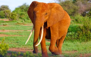 Картинка степь, животное, бивень, фауна, Саванна, Сафари, Африка, слоны и мамонты, млекопитающее, индийский слон, пастбище, выпаса, позвоночные, животные, дикая природа, африканский слон, слон