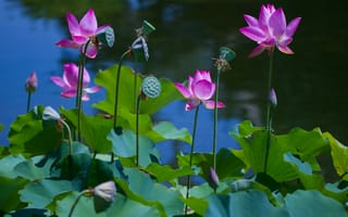 Картинка Lotus, водоём, лотос, лотосы, флора, красивые цветы, красивый цветок, цветок, водяная красавица, цветы