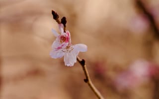 Картинка цветение сакуры, весна, размытый, цветы, лепестки