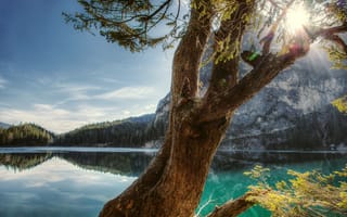 Картинка дерево, солнечные лучи, пейзаж, озеро, природа, отражение