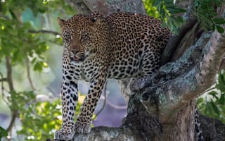 Картинка Африканский леопард