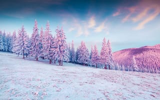 Картинка деревья, снег на елках, снег, природа