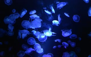 Картинка медузы, подводный, фотографии, подводный мир, бесплатные