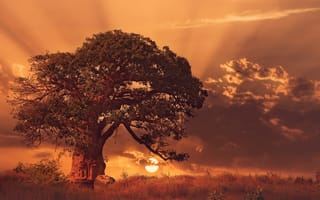 Картинка дерево баобаб, поле, пейзаж, закат, солнечные лучи, облака, пейзажи