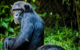 Картинка шимпанзе, вид сзади, бесплатные фотографии, обезьяна, сидя, животные