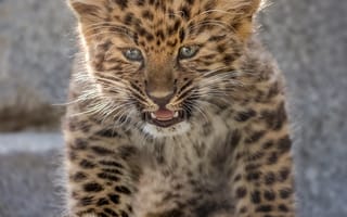 Картинка Ребенок леопарда