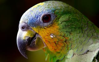 Картинка попугай, птицы, животные, фотографии, бесплатные фотографии, макро