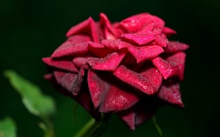Картинка красная роза, цветения, капли дождя, цветы, макро, капли воды, бутон розы, лепестки