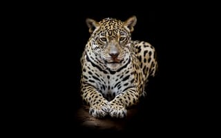 Картинка Leopard portrait, хищник, леопард