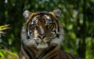 Картинка тигр, просмотреть, большие кошки, дикая природа, кошки, бесплатные, хищник