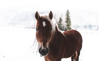 Картинка лошадь, величественная, фото без регистрации, морда, животные, снег