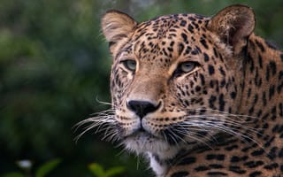Картинка леопард, мордашка, усы, фото без регистрации, глаза, кошки, близко