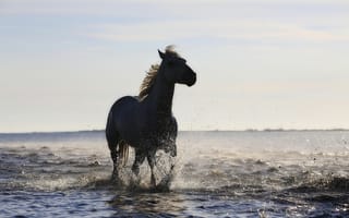 Картинка лошадь, вода, пляж, животные, берег, река, фото без регистрации