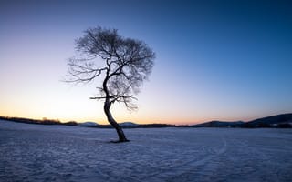 Картинка одинокое дерево, зима, снег, природа, фото без регистрации