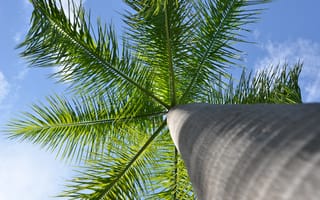 Картинка пальмовое дерево, стебель, природа, минимализм
