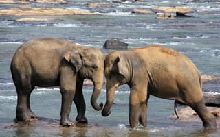 Картинка вода, дикая природа, индийский слон, млекопитающее, слон, африканский слон, фауна, бесплатные, слоны и мамонты, Шри-Ланка, животные, хоботок, Сафари, махаут