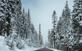 Картинка снег, дорога, бесплатные фотографии, зима, деревья, пейзажи