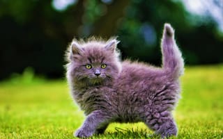 Картинка котенок на обоях, пушистые, размытый, трава, кошки, стоя