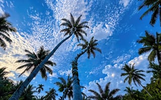 Картинка пальмы, тропики, солнечный-день, природа, эстетика, облака, экзотика, 16:9, отпуск, пейзаж, курорт, лето, тропический-остров, ИИ, нейросеть, рендеринг, стволы, рабочий-стол, ракурс-снизу, лазурное-небо, пляж, 4k, кокосовые-пальмы, зеленые-листья