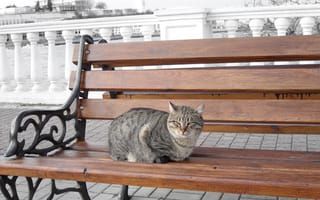 Картинка кошка, скамейка, полосатый, кошки, сидя