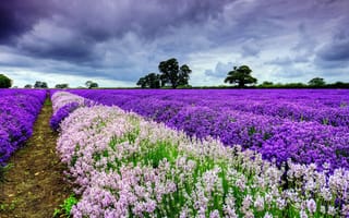 Картинка фиолетовый, цветочное поле, деревья, тучи, природа, облака, поле, цветы, пейзажи