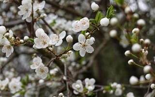 Картинка цветущая сакура, сакура, весна, цветы, фото без регистрации, ветви