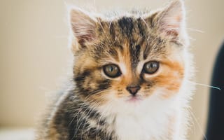 Картинка милый котенок, малыш-кот, кошки, глазки