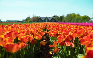 Картинка нидерланды, поле, цветок, флора, лепесток, бесплатные, однолетнее растение, цветущее растение, тюльпан, растение, наземное растение, цветы, семья лилий