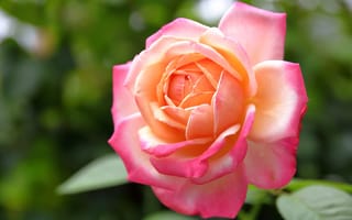 Картинка розовая роза, макро, цветы, лепестки, почки