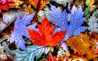 Картинка осень, капли, листья, осенние листья, осенние краски, осенняя листва, природа, краски осени