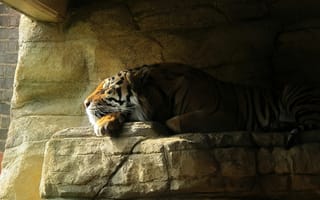 Картинка тигр, отдых, пещера, животные, день, лежа, кошки, бесплатные, солнечный свет