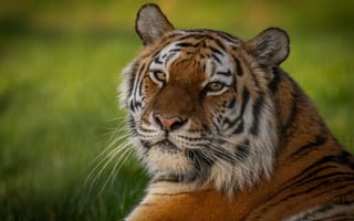 Картинка тигр, лежа, большие кошки, дикие, глядит в сторону, хищник, бесплатные, кошки