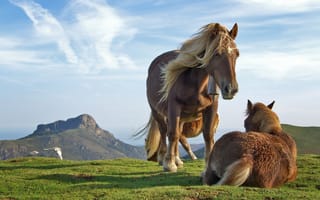 Картинка лошади, поле, облака, животные