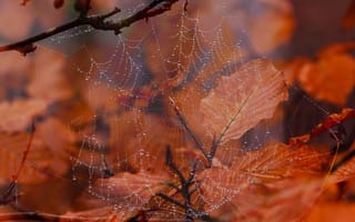 Картинка осень, осенние листья, природа, паутина, ветки, макро, капли