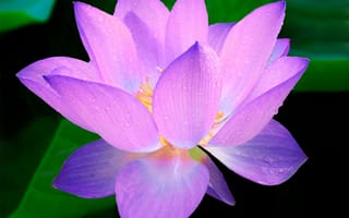 Картинка растение, цветок, бесплатные фотографии, розовый, макросъёмка, нимфея сердцелистная, цветы, мира, нимфейные nymphaeaceae, водяное растение, лепесток, флора, протеалочки, наземное растение, священный лотус, лотосовая семья, Lotus, цветущее растение